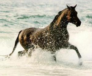 Puzzle Άλογο trotting στη θάλασσα